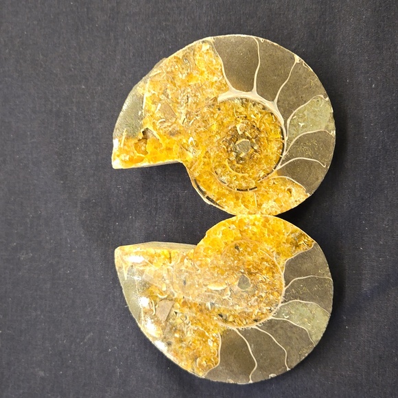 Ammonite With Beautiful Flashes - Picture 2 of 4